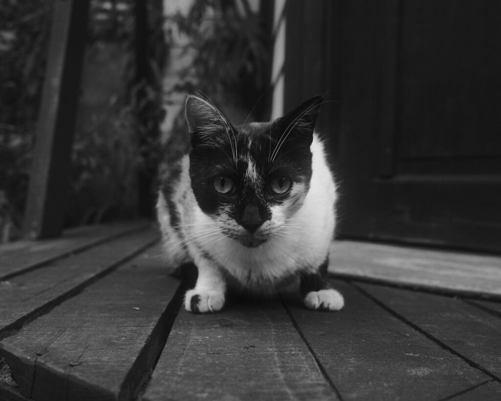 A black and white cat sits on a wooden porch