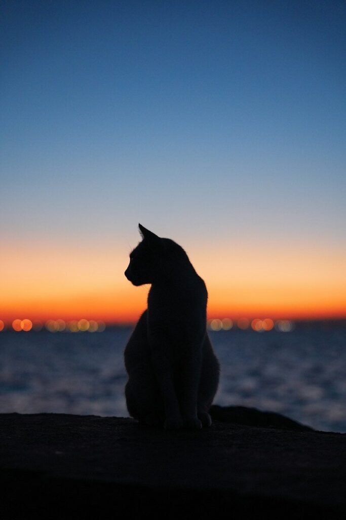Il Gatto e La Luna ETS