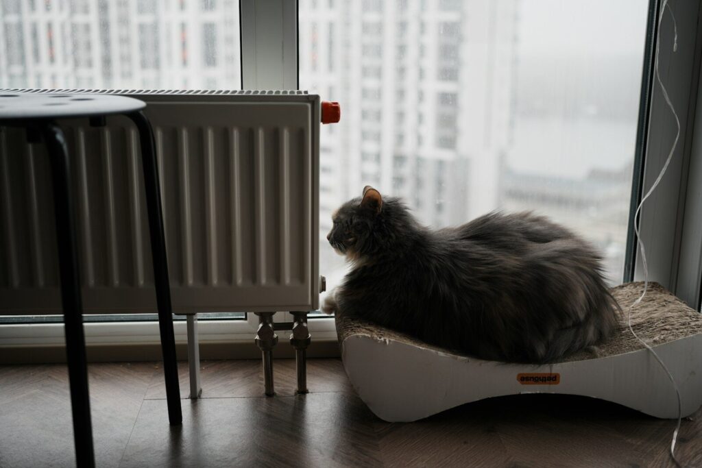 A fluffy grey cat sits by the window