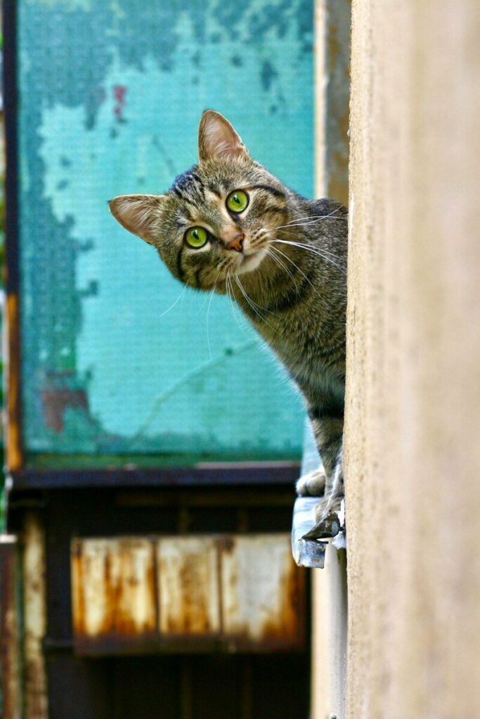 mondo felino