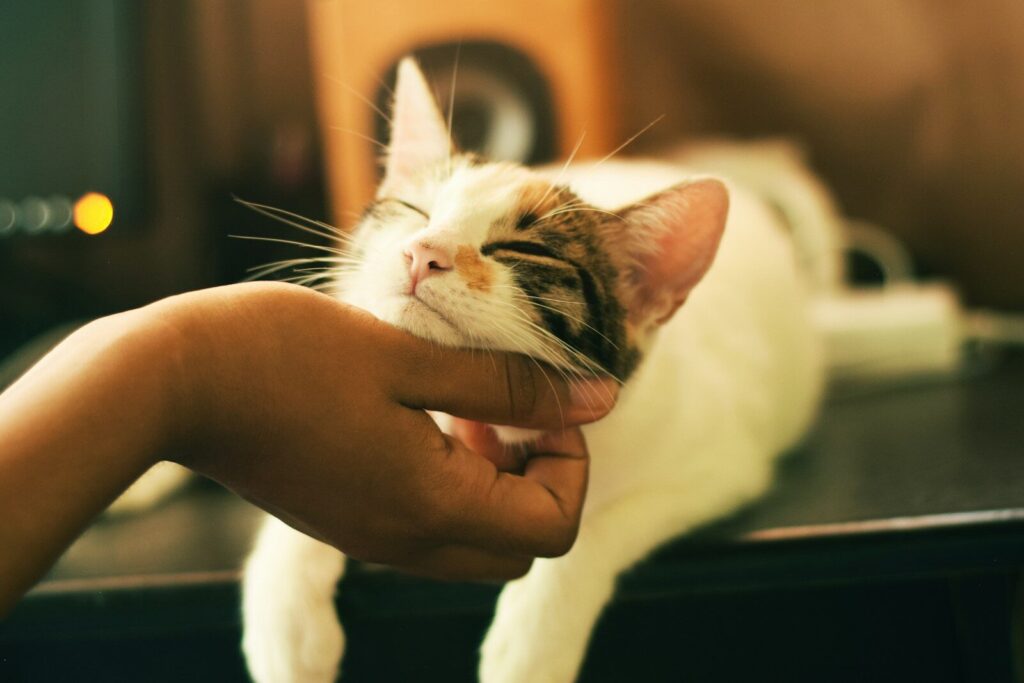 contatti Il Gatto e La Luna