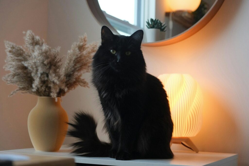 A fluffy black cat sits near a vase and lamp