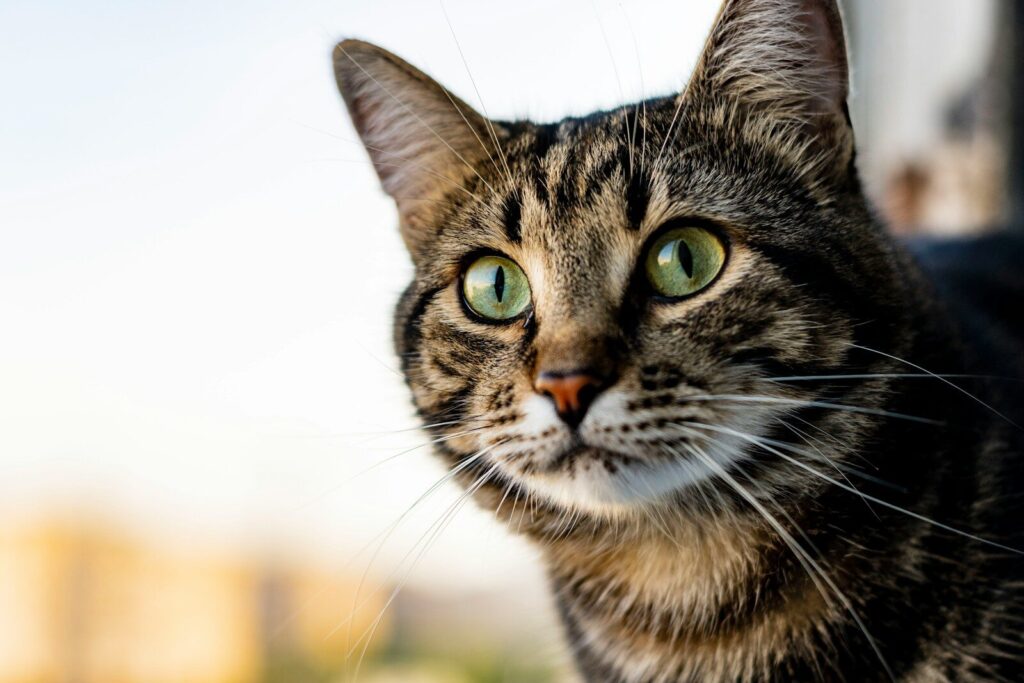 teoria della distribuzione dei gatti