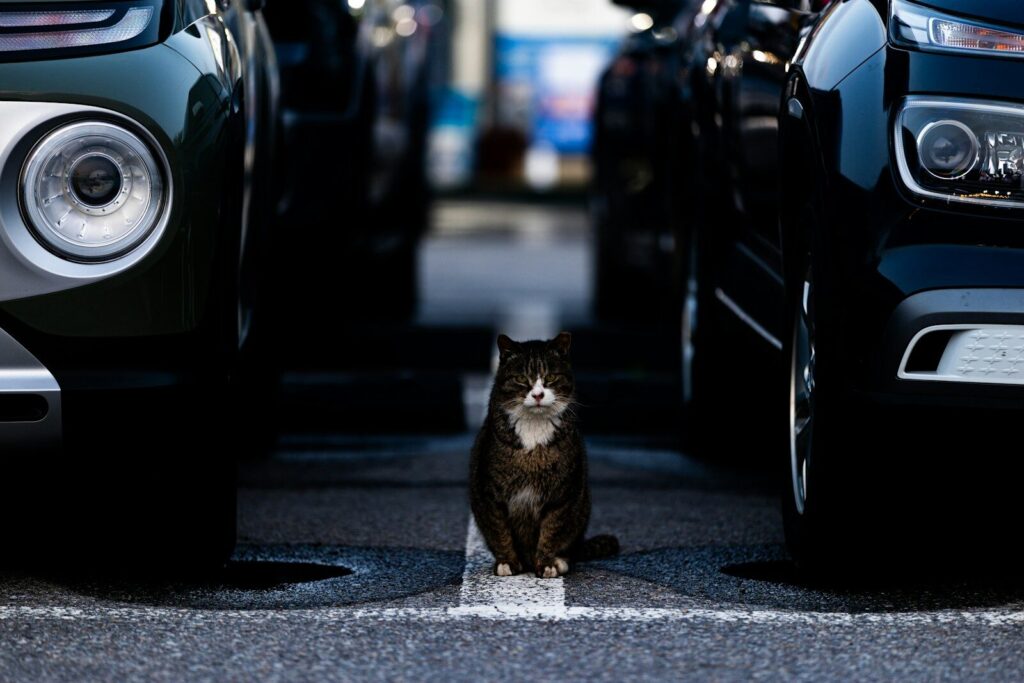 A cat sits between parked cars