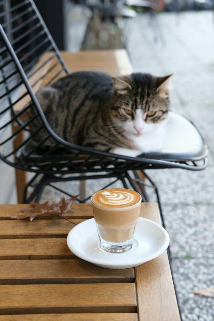 Neko Caffè