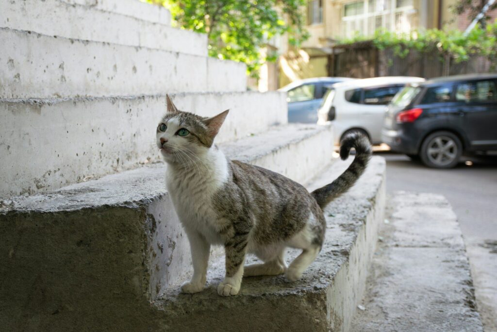 A cat standing on the edge of a wall