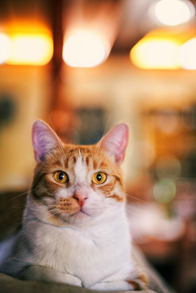 attività Il Gatto e La Luna