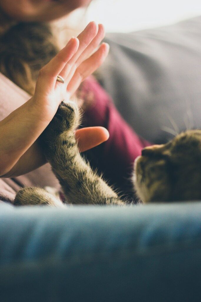 Il Gatto e La Luna ETS