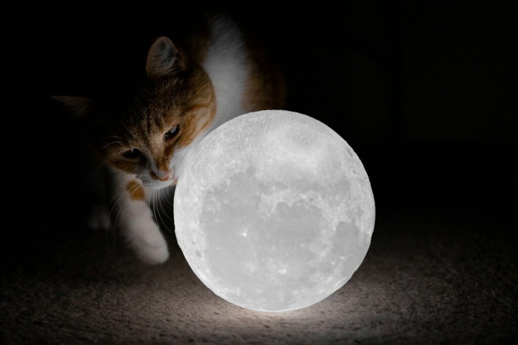 A cat standing next to a full moon